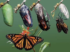 butterfly and chrysalis